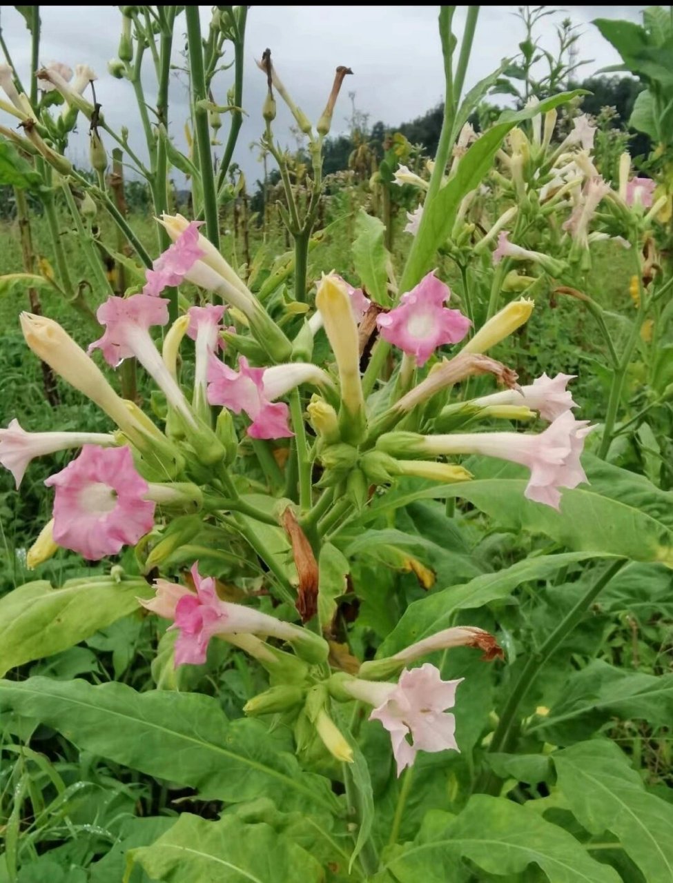 兰花烟草图片