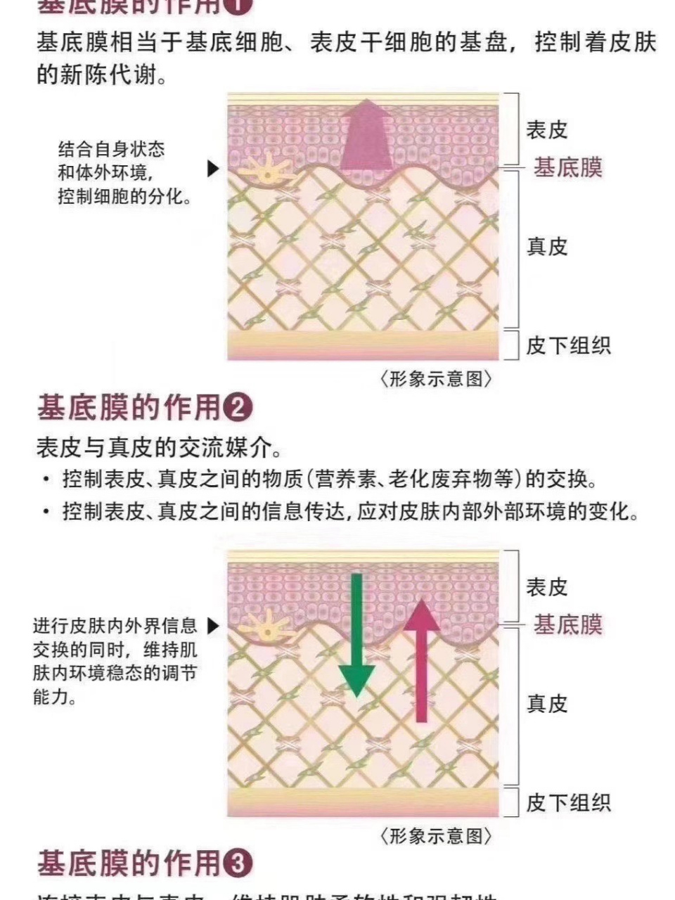 如果基底膜受损不健康,那么你的肌肤会出现各种问题,肌肤表面紊乱