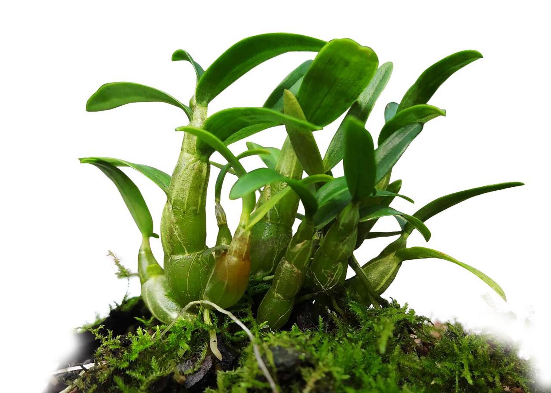 男人吃铁皮石斛有什么好处? 1,滋阴补阳 人体是需要阴阳平衡的.