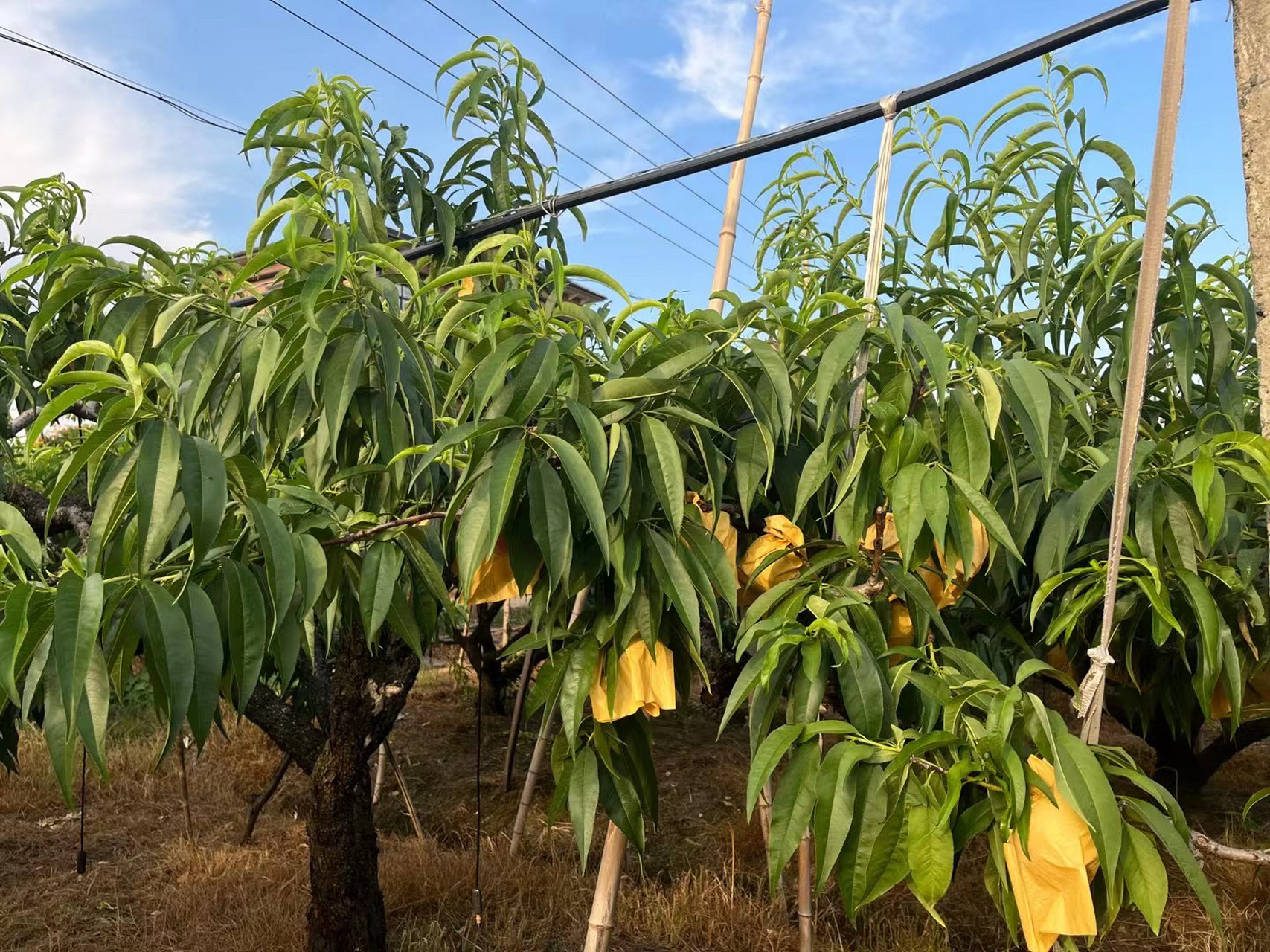 嘉兴|正宗凤桥水蜜桃99每年7月开卖 正宗凤桥水蜜桃  现摘现发