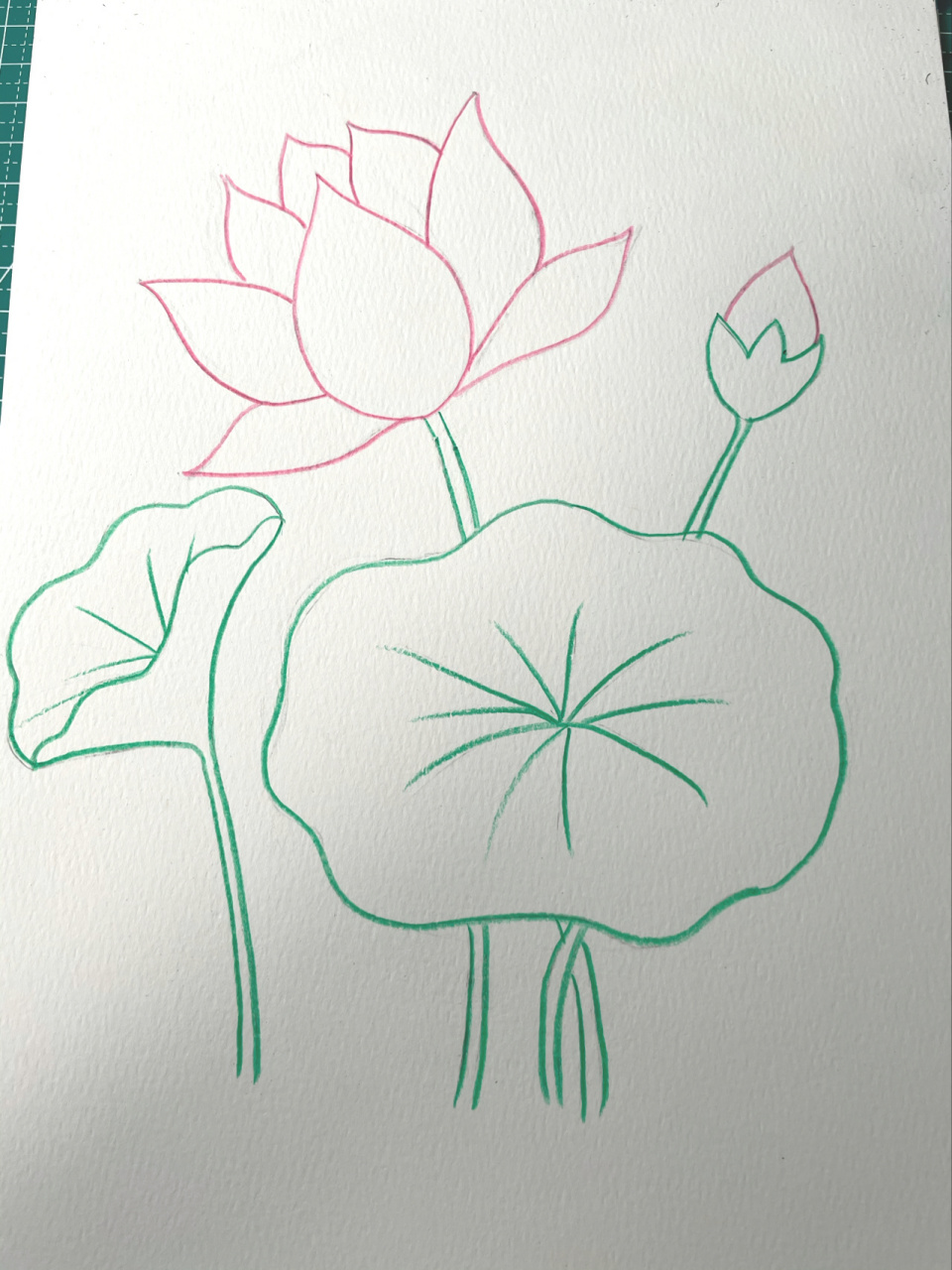 彩铅入门渐变色《荷花》简单 主要刻画荷花,荷叶直接铺色