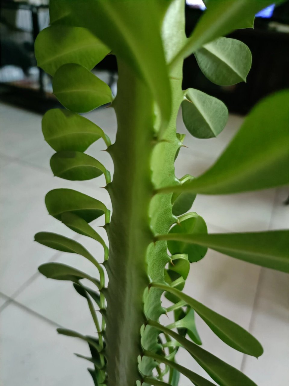 今天拍到一棵像狼牙棒一样的植物,有认识的吗?夏日植物求科普