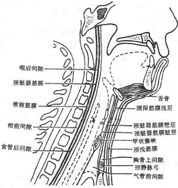 abo腺体图 部位图片