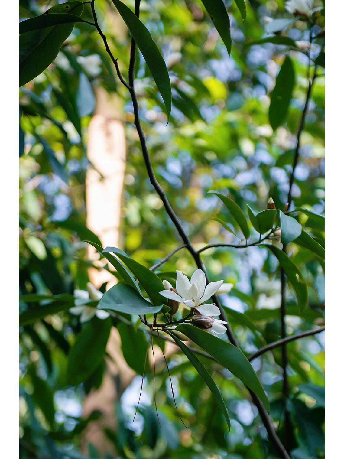 深山含笑的叶子图片