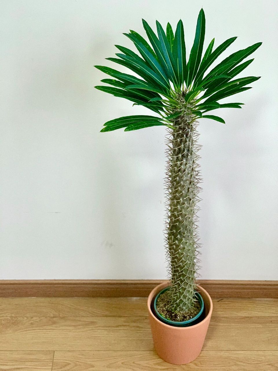 100种你没见过的小众植物|036非洲霸王树 【本期主角】:夹竹桃科-棒棰