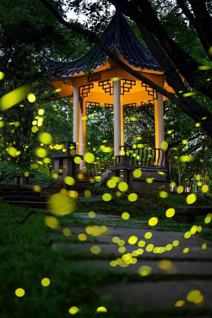 广州的"萤火"森林亮起来了】近日,大夫山森林公园,萤火虫如点点星光