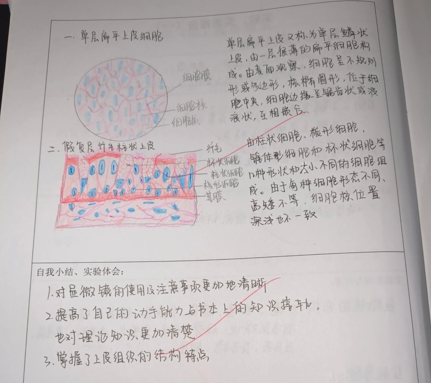 复层扁平上皮实验报告图片