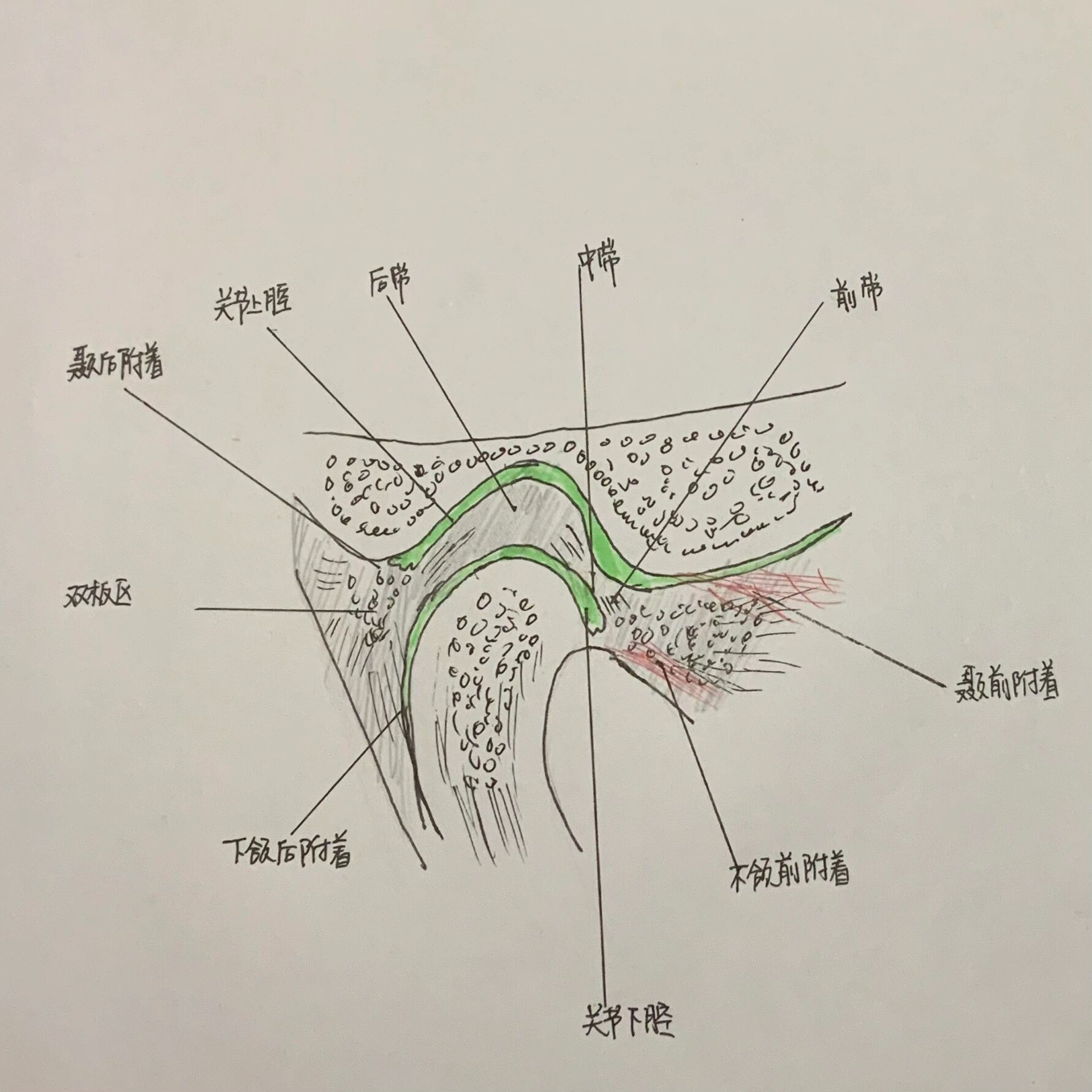 颞下颌关节解剖图手绘图片