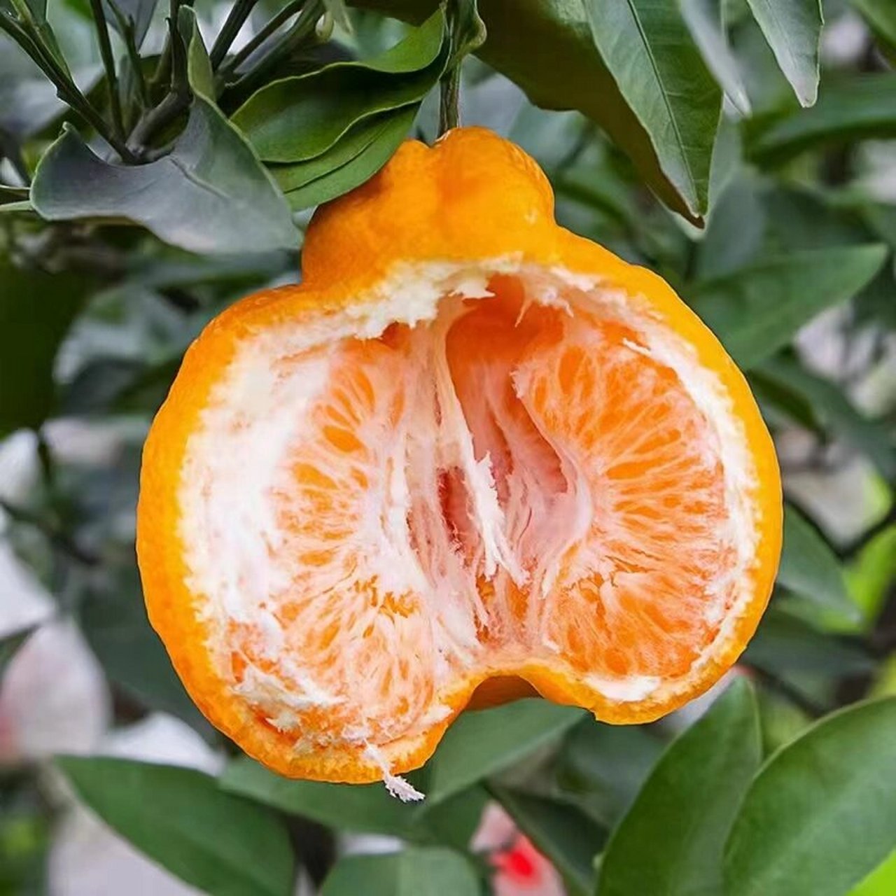 蒲江春见耙耙柑的四大特色 春见耙耙柑的四大特色 16615,香:不用