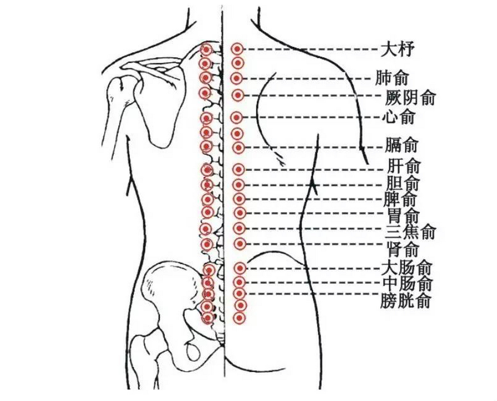 背部膀胱经的位置图片