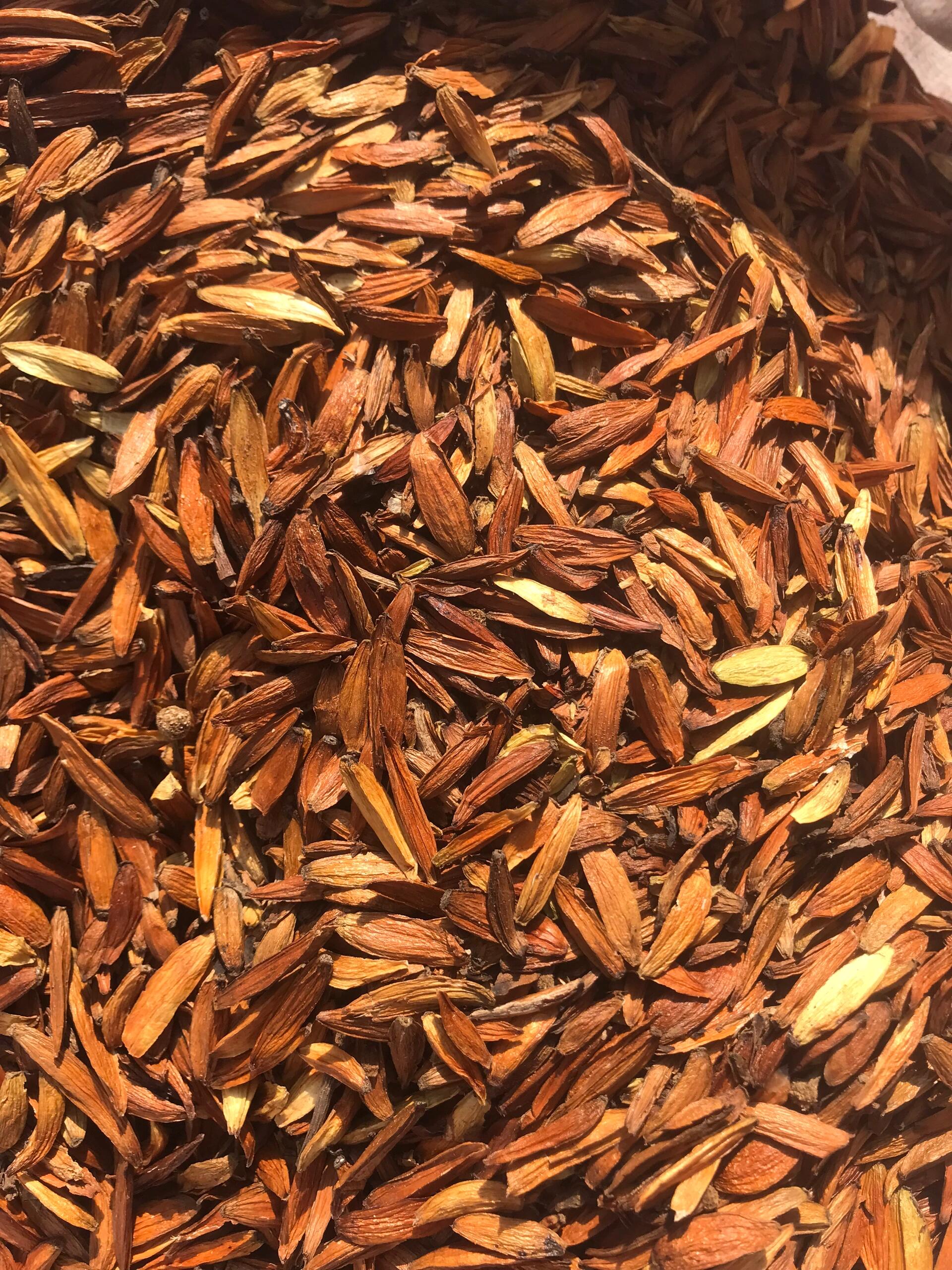 喜树果——别名旱莲木