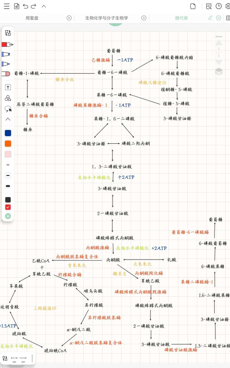 糖的代谢过程图解图片