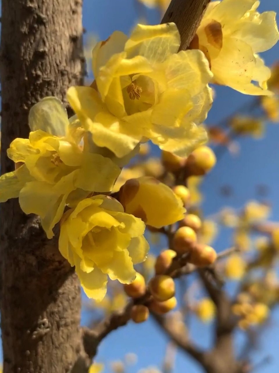 腊梅花的种类图片