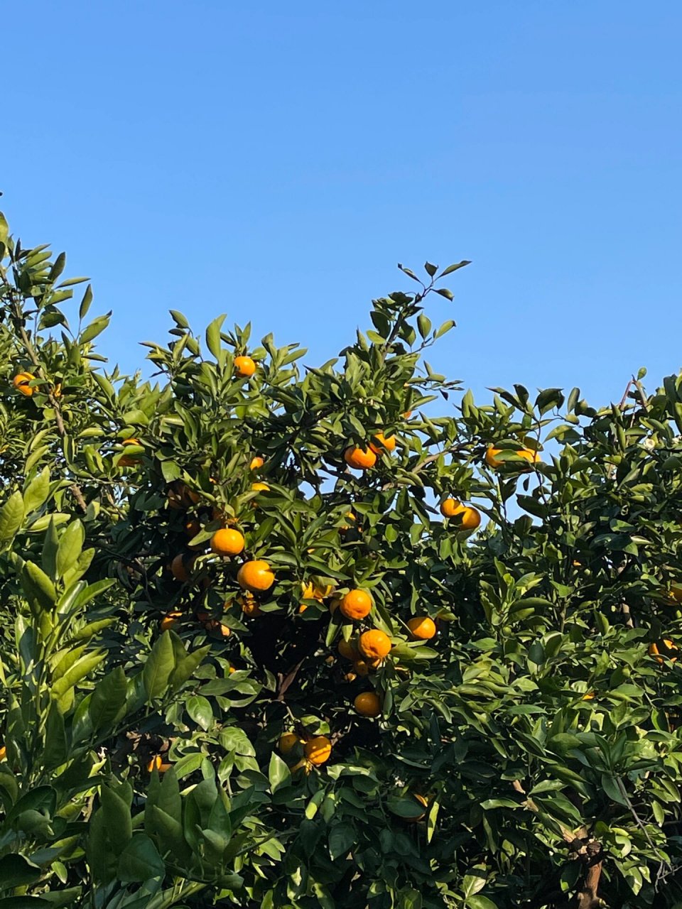 秋天是丰收的季节/一起去海盐南北湖采橘吧 	 摘橘子🍊在黄沙坞