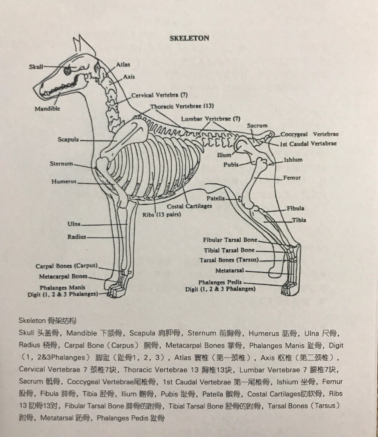 狗的结构层次图片