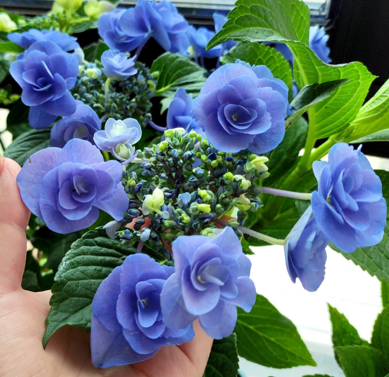 绣球妖精之瞳,虽然有点秃,可依旧美腻.