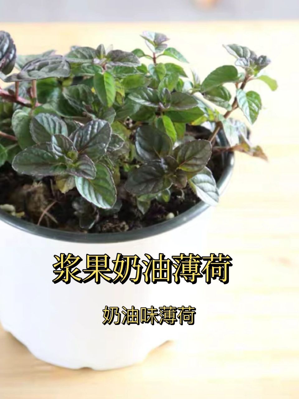 浆果奶油薄荷-奶油味薄荷 浆果奶油薄荷 这名字听上去就能想象出 它像