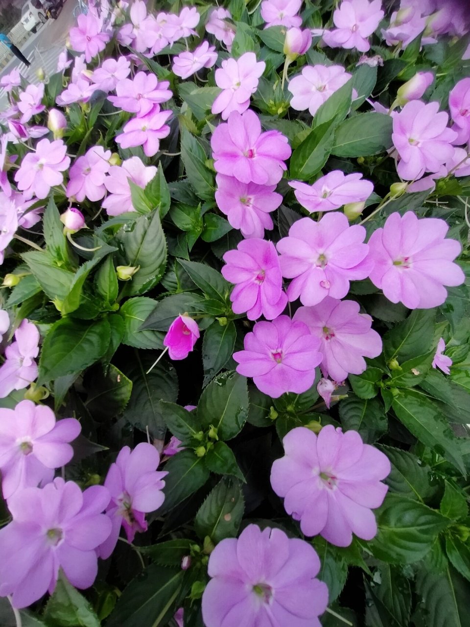 苏丹凤仙花 今天拍了一组娇嫩可爱的花,苏丹凤仙花,花语就是娇嫩可爱.