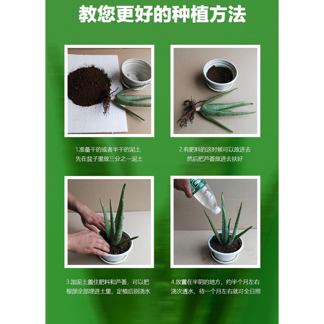 按这种方法种芦荟,包活!