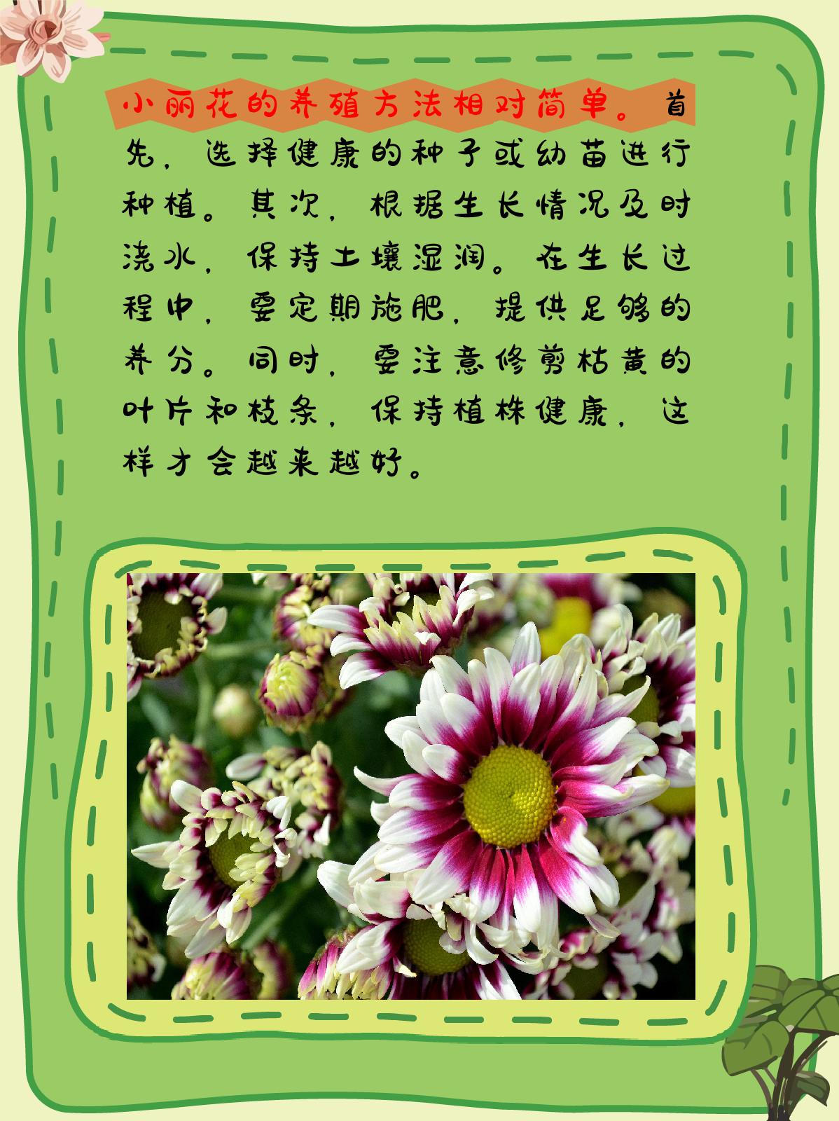 小丽花的养殖方法和注意事项 小丽花的养殖方法和注意事项相对简单