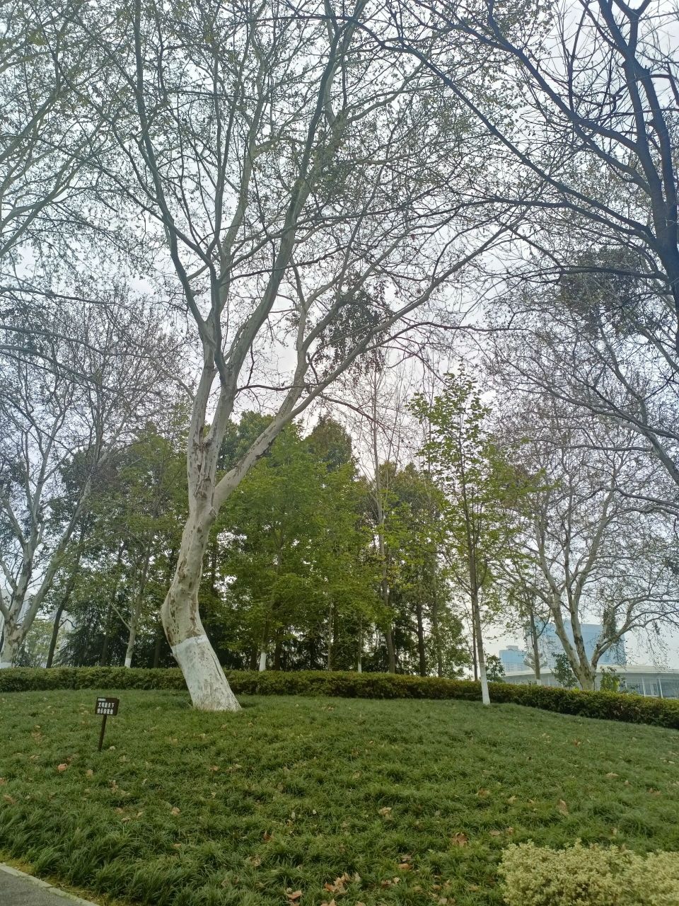 武汉最精致的公园:西苑公园 西苑公园建成时间也没几年,但是却是公园