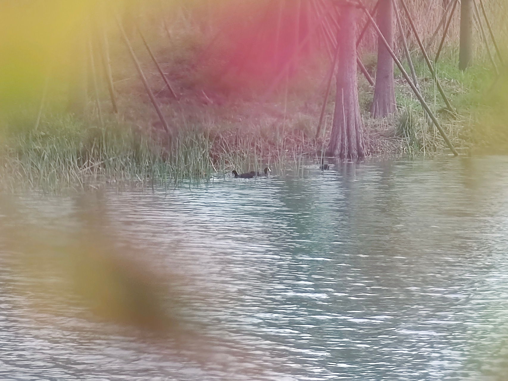 南京栖霞区仙林湖公园的生态环境优美,湖中黑水鸡和野鸭等水鸟不时