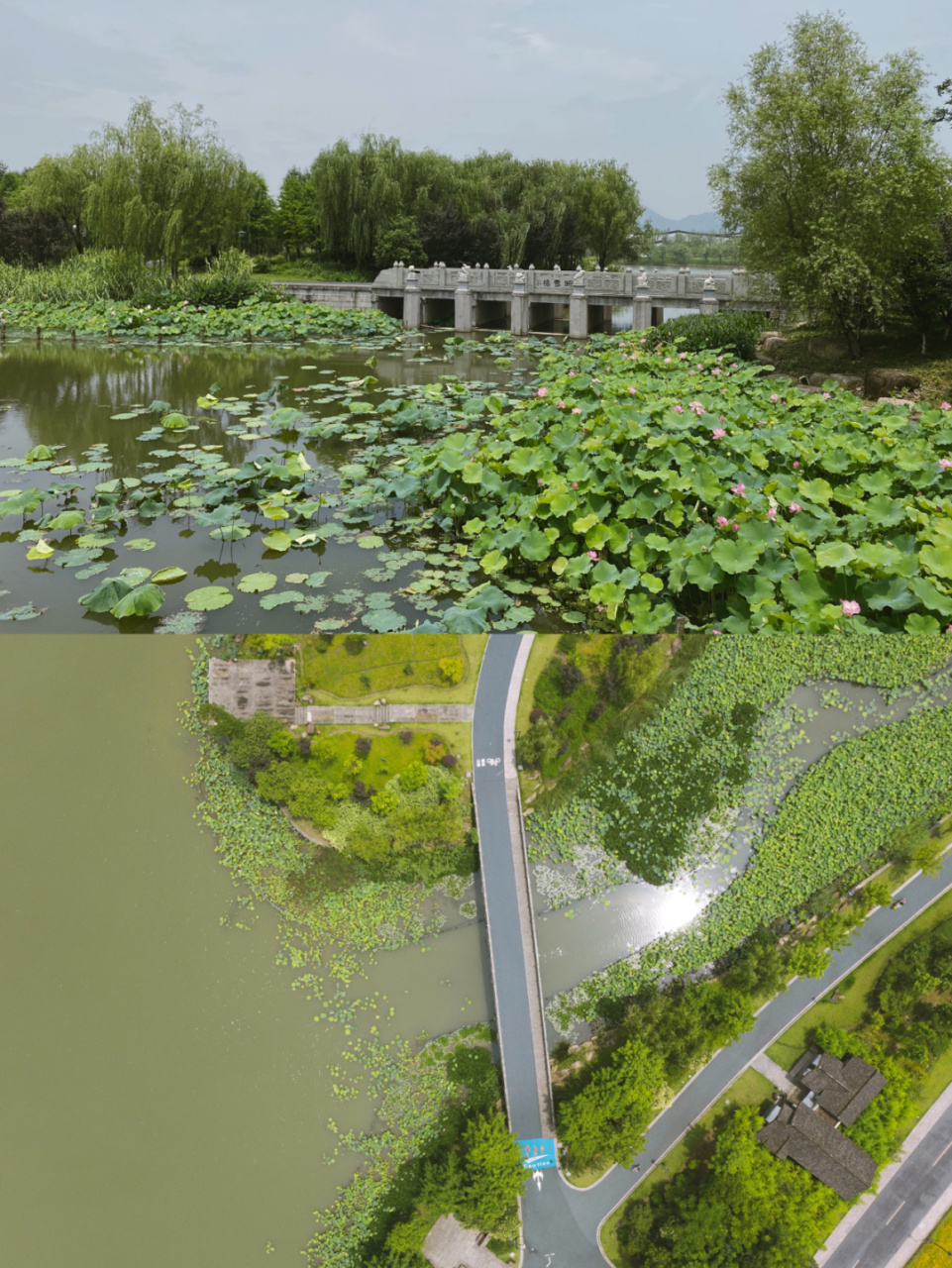 98西湖姐妹湖|沦陷在湘湖的花海中 来杭州n次,却一直在西湖周边和