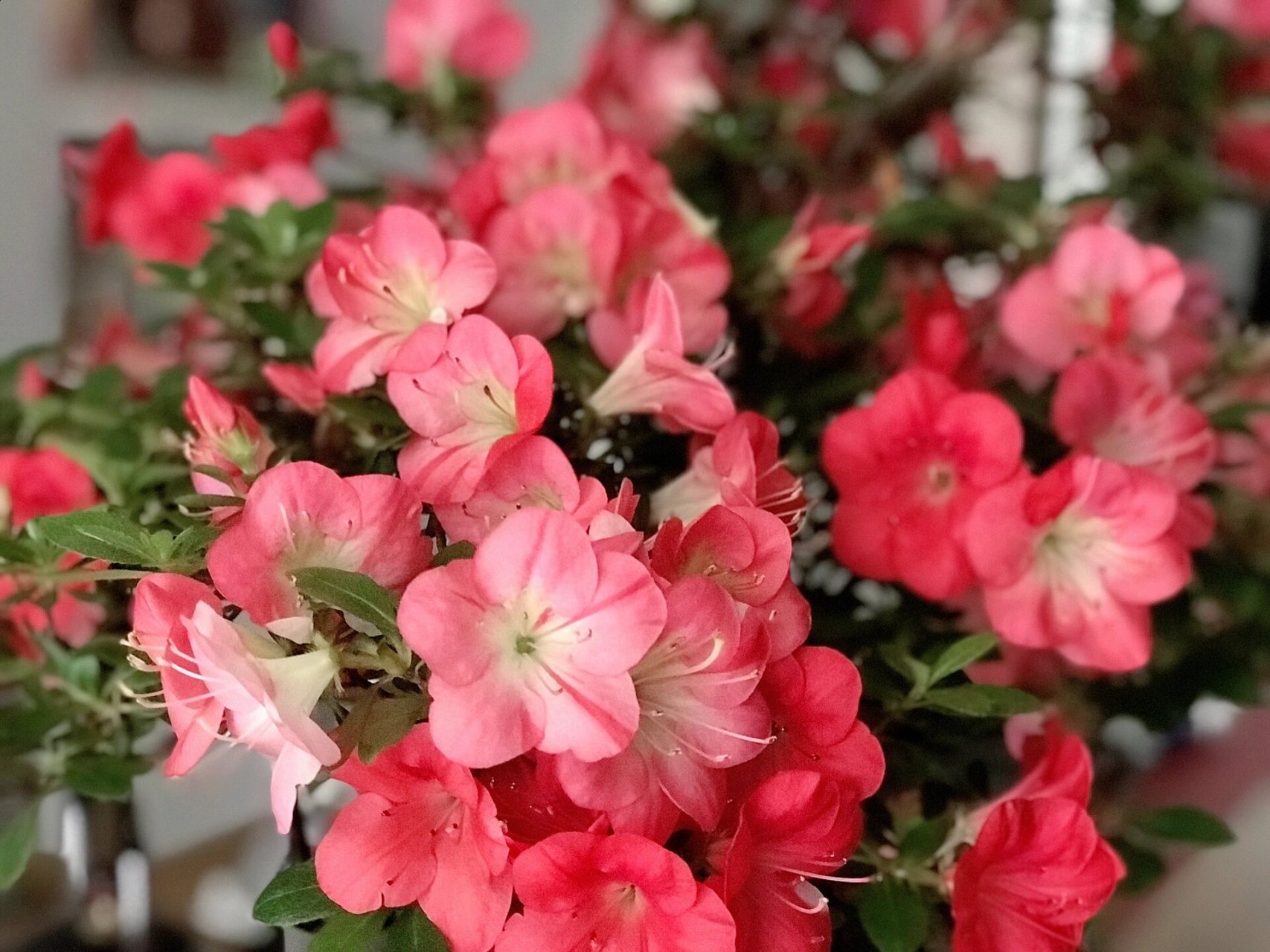 杜鹃 红梅锦 相比之前的珍山,碧空,红梅这个品种的枝节长了许多,花型