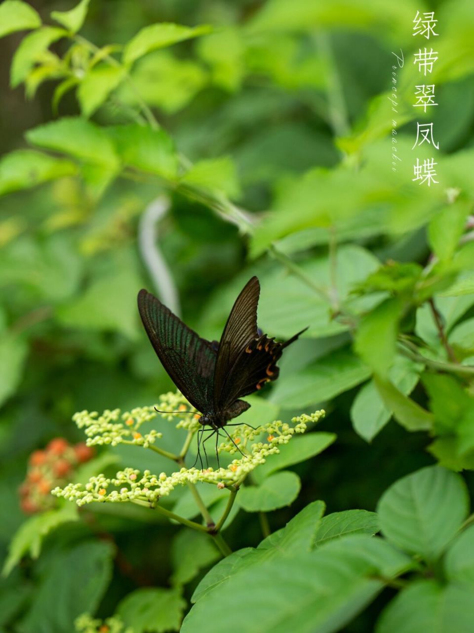 绿带翠凤蝶|森林绿皇后 烟波不动影沉沉, 碧色全无翠色深.