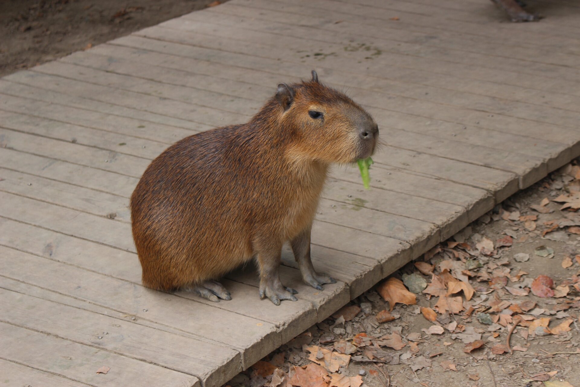 99南通野生动物园|卡皮巴拉 上帝问水豚:生or 死? 水豚:or 96