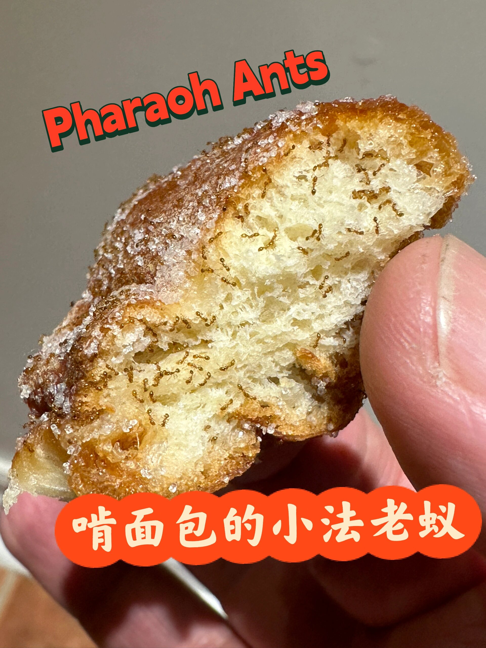 法老蚁蚁情通常是成片区的