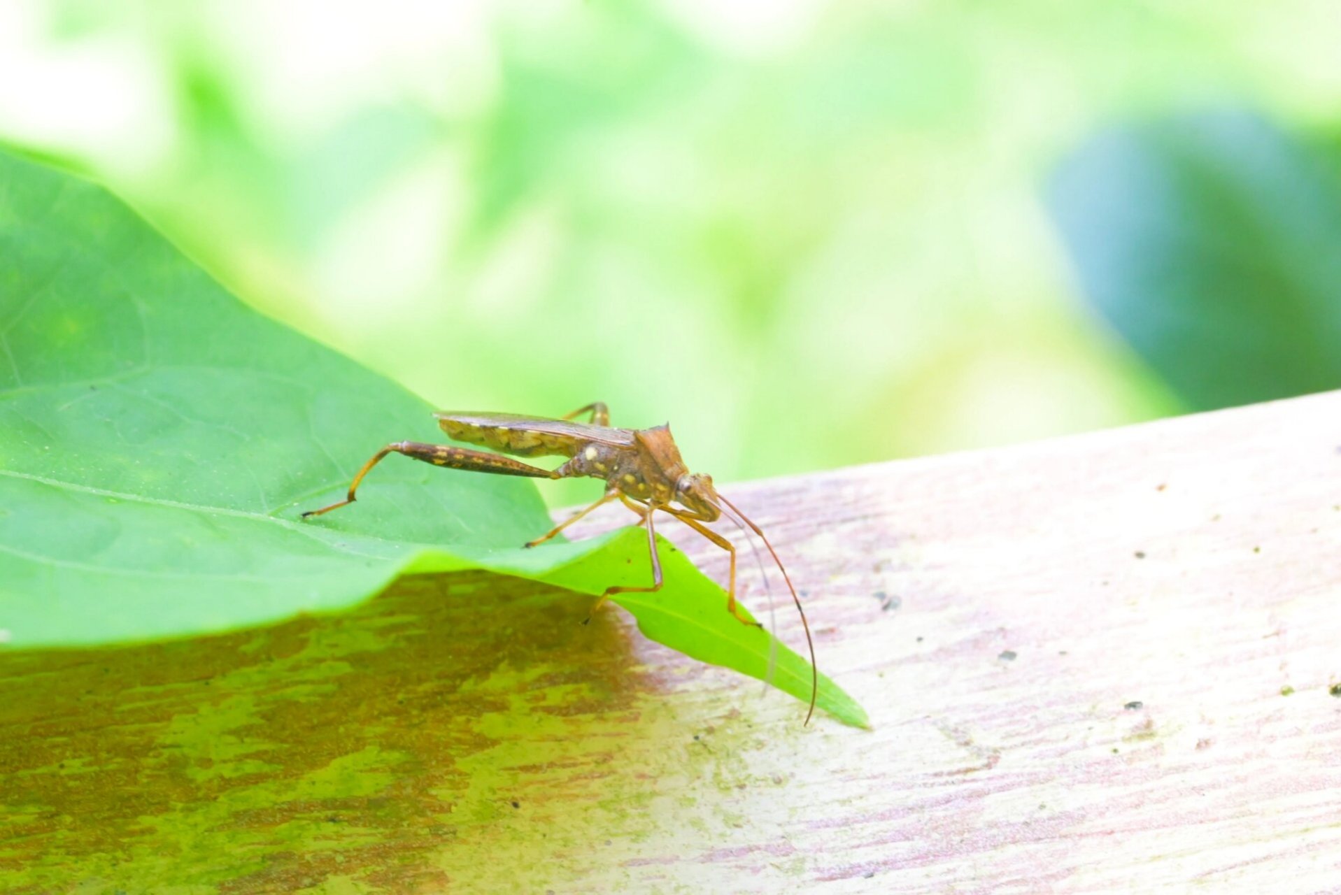 「镜头下的自然」点蜂缘蝽 拍摄地点:阳台山森林公园 拍摄日期:2023.