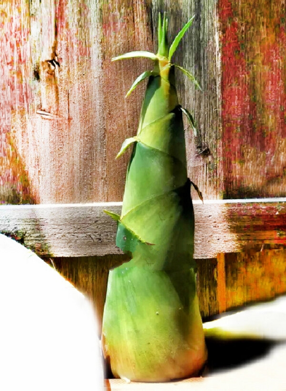 素描竹笋绘画 素描笋
