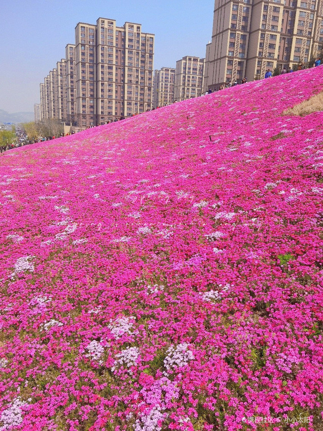 龙洞花海地址图片