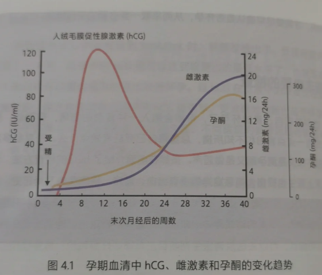 怀孕33天时,hcg正常值通常在1000