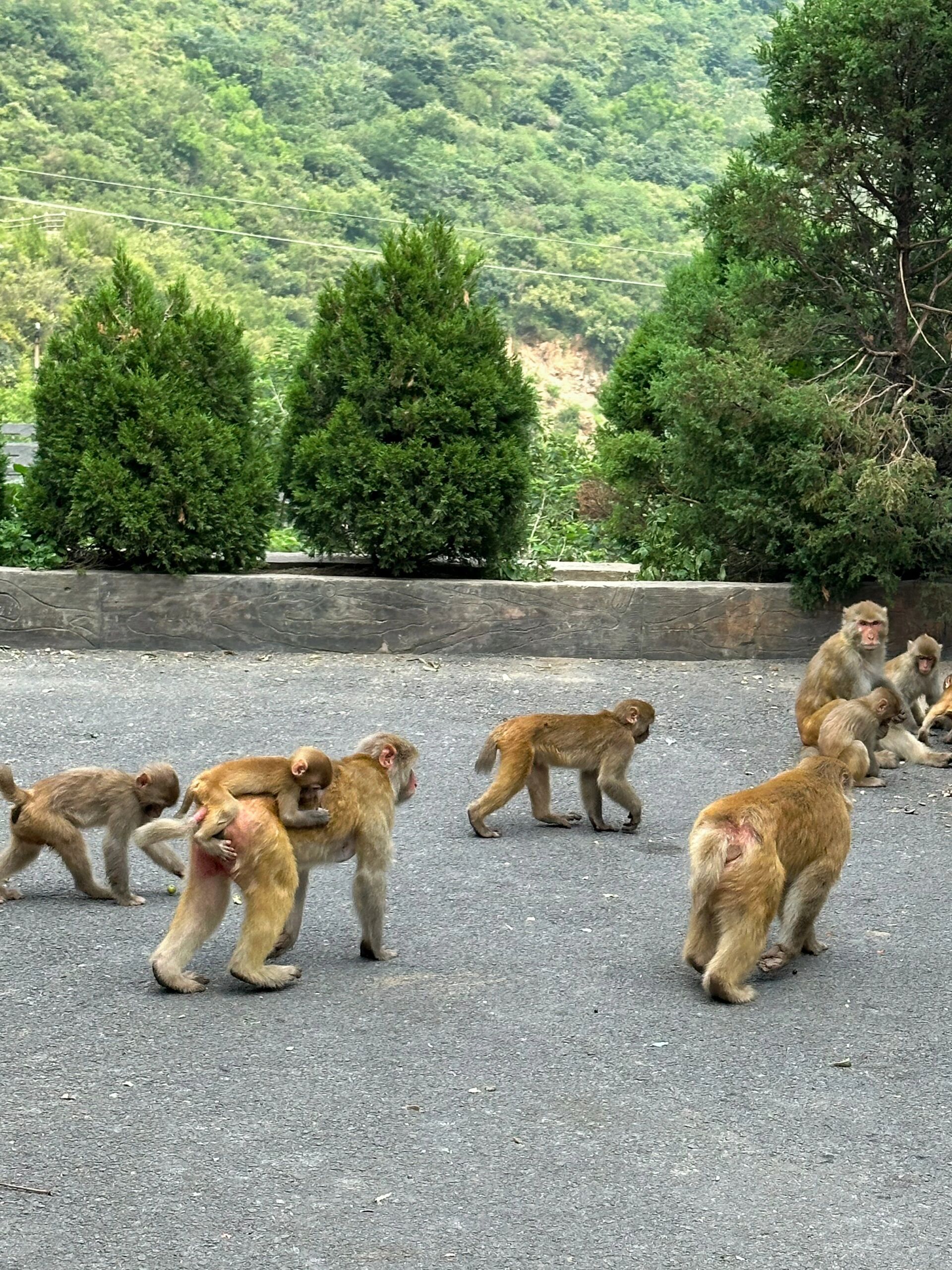 河南济源猴山图片