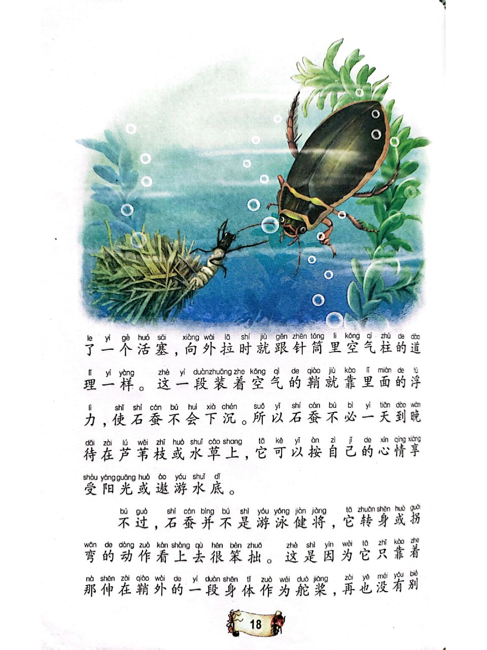 昆虫记——石蚕