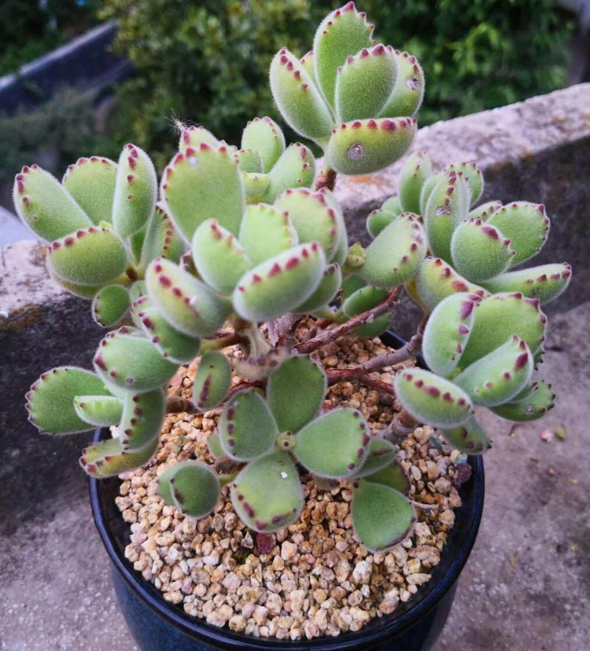 熊童子,又叫熊掌,熊爪,景天科银波锦属多肉植物