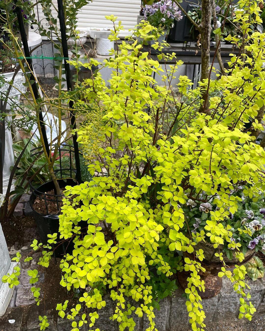 植物大赏|绣线菊黄金喷泉 黄金喷泉绣线菊是菱叶绣线菊的金叶品种