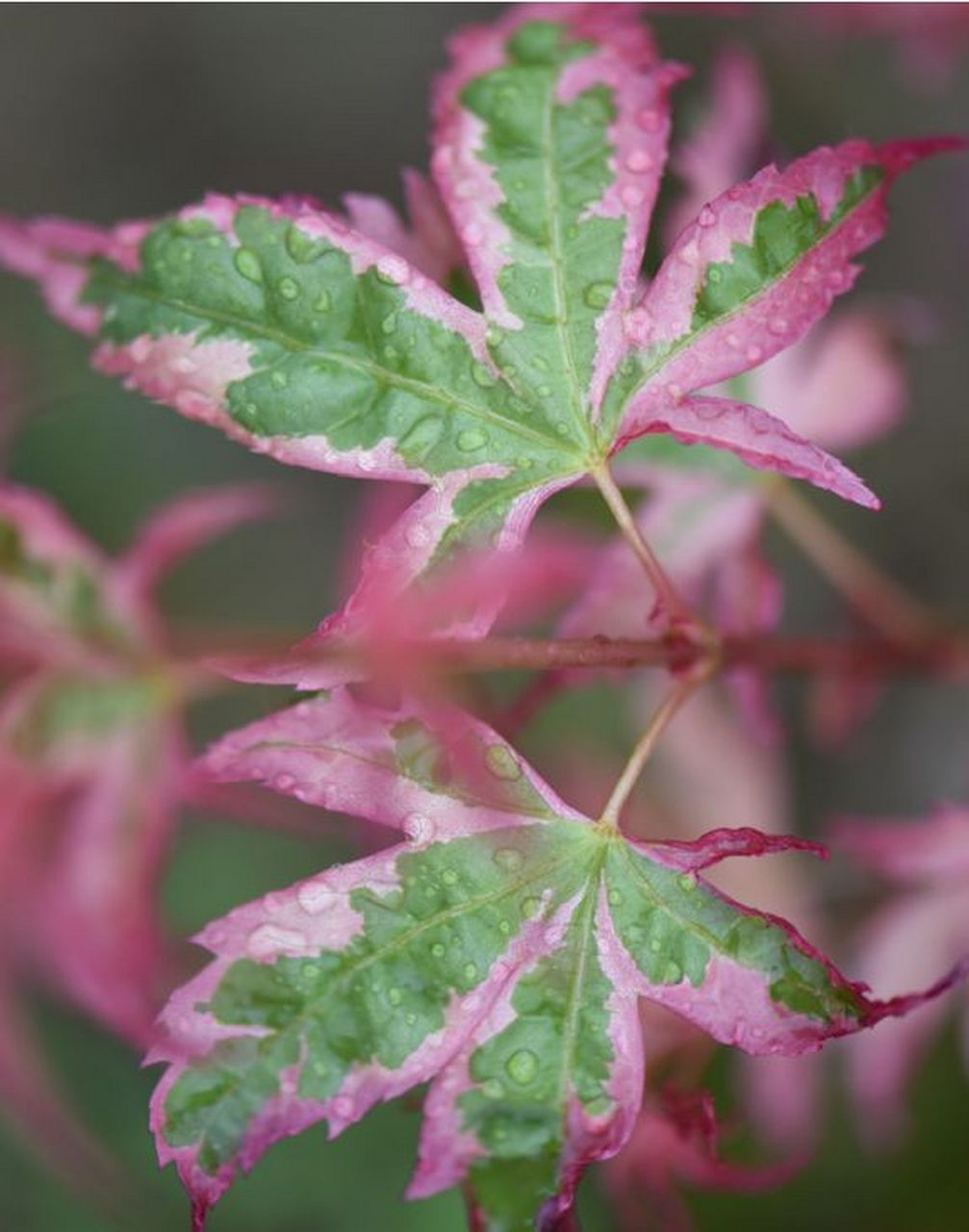 泰勒 枫树品种:泰勒 拉丁文:acer palmatum taylor 1998年,dick