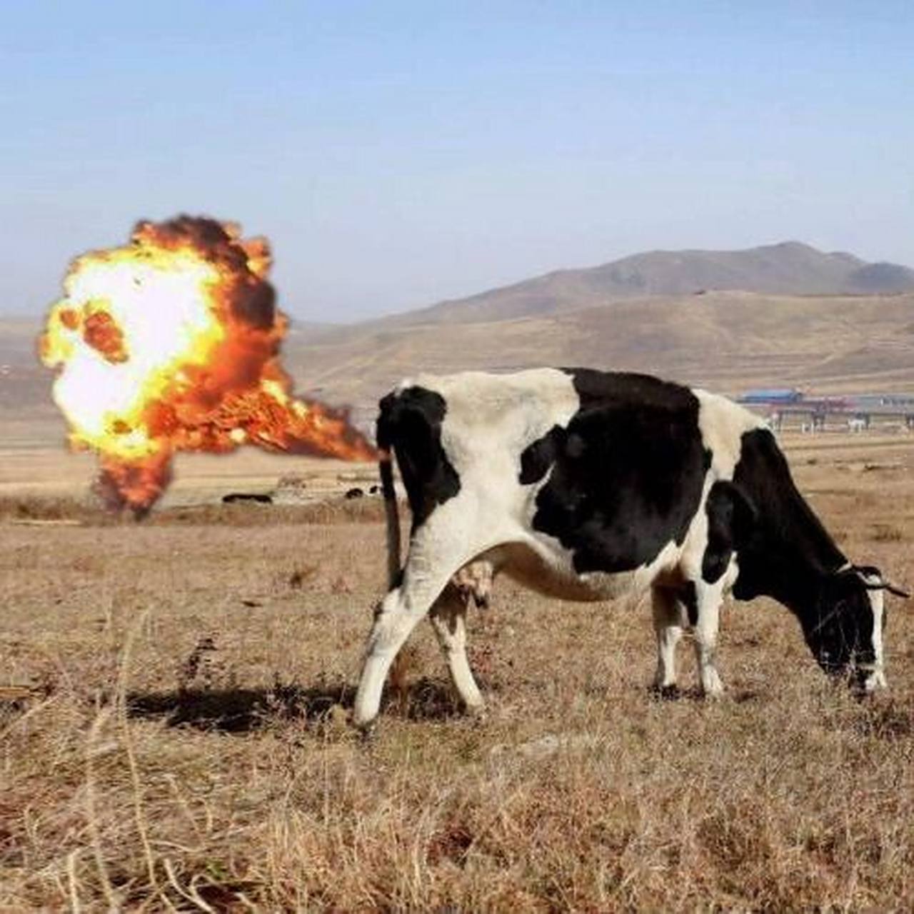 牛"放屁"有危害?040404 谁是地球环境头号破坏者?