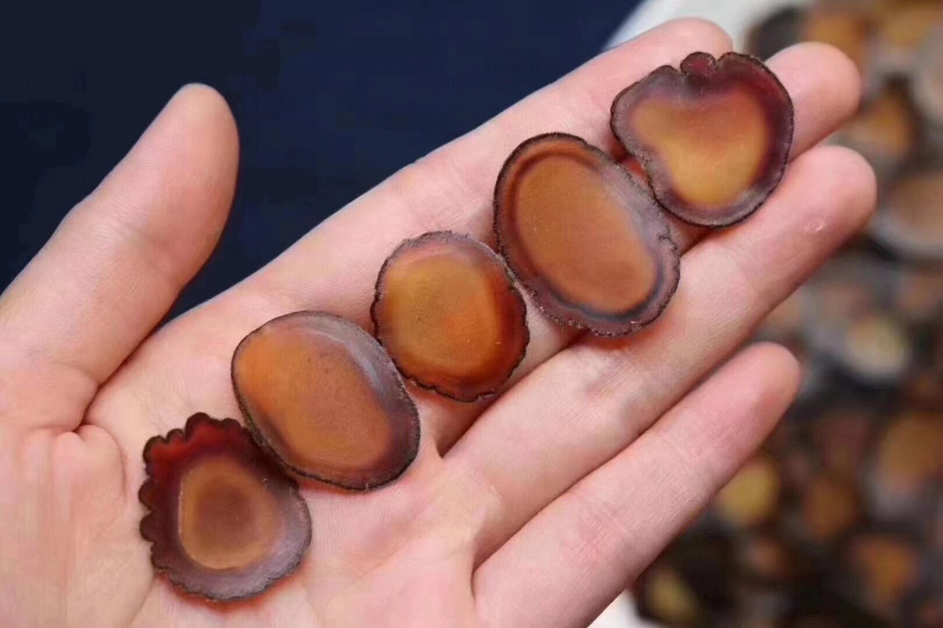 东北梅花鹿茸顶级全蜡片 鹿角的最顶端腊片!功效最好!