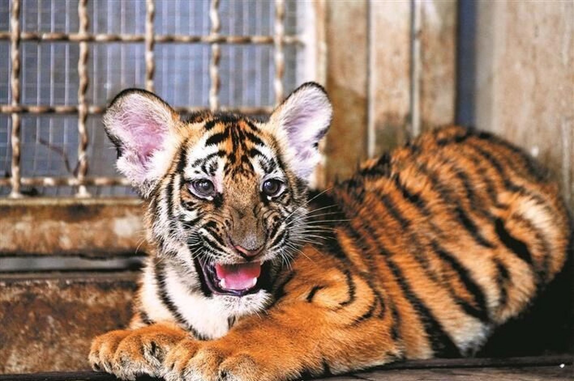 中国十大濒危动物——华南虎 华南虎 拉丁学名:panthera tigris amoy