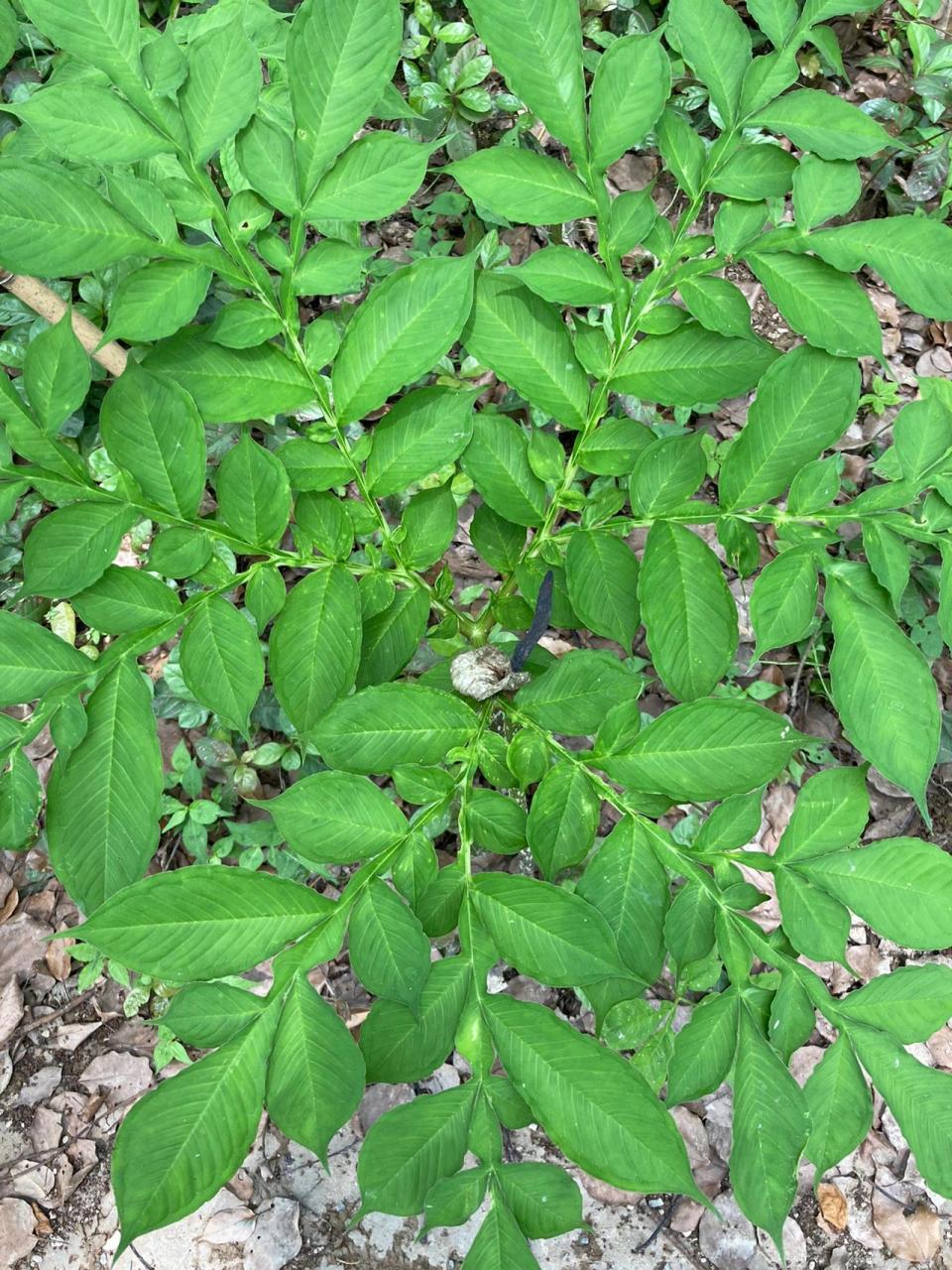 场地考察,魔芋植物集合在一起就是自然景观,长成果实90后还能食用