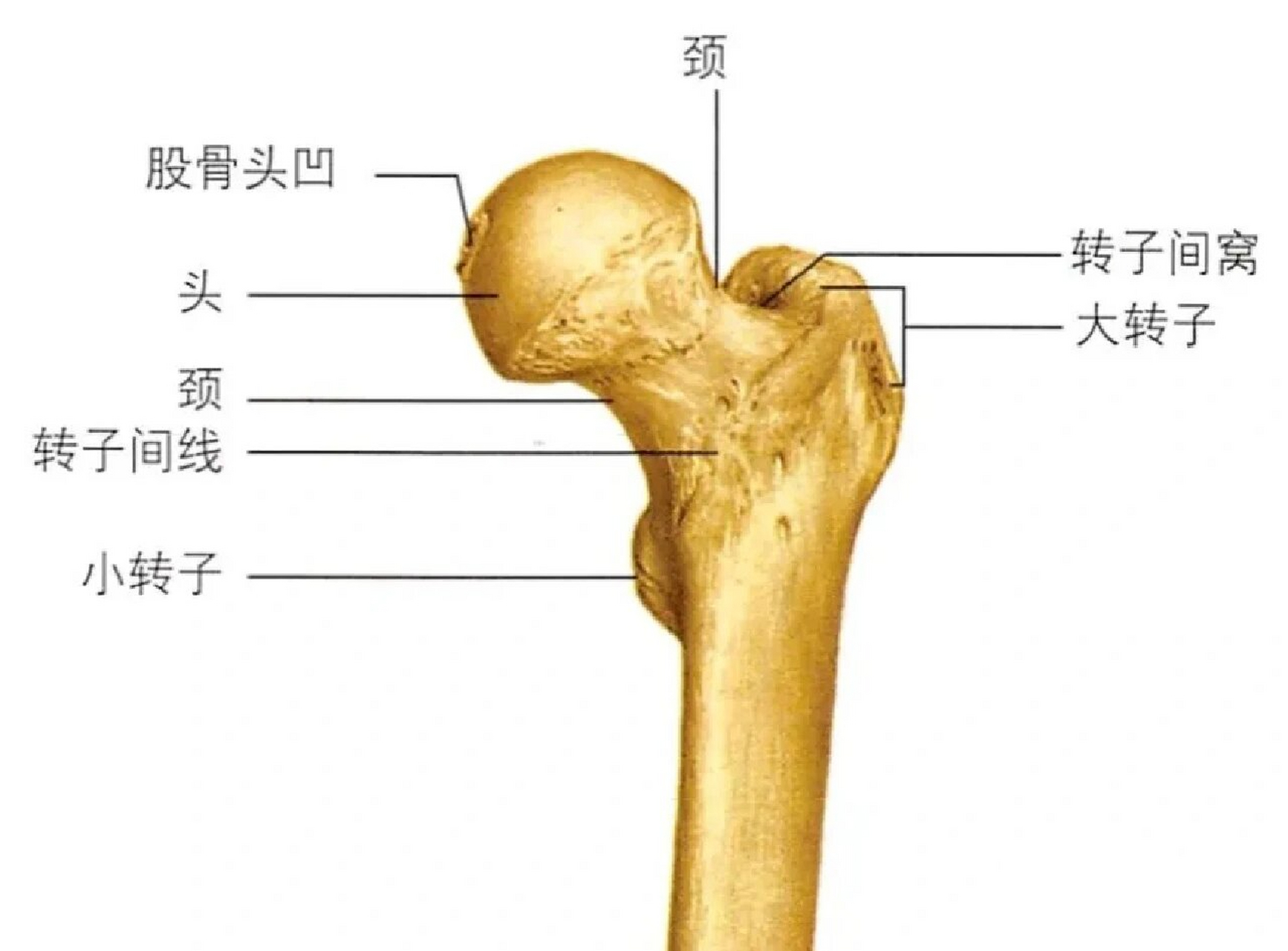 股骨颈图片 解剖图图片