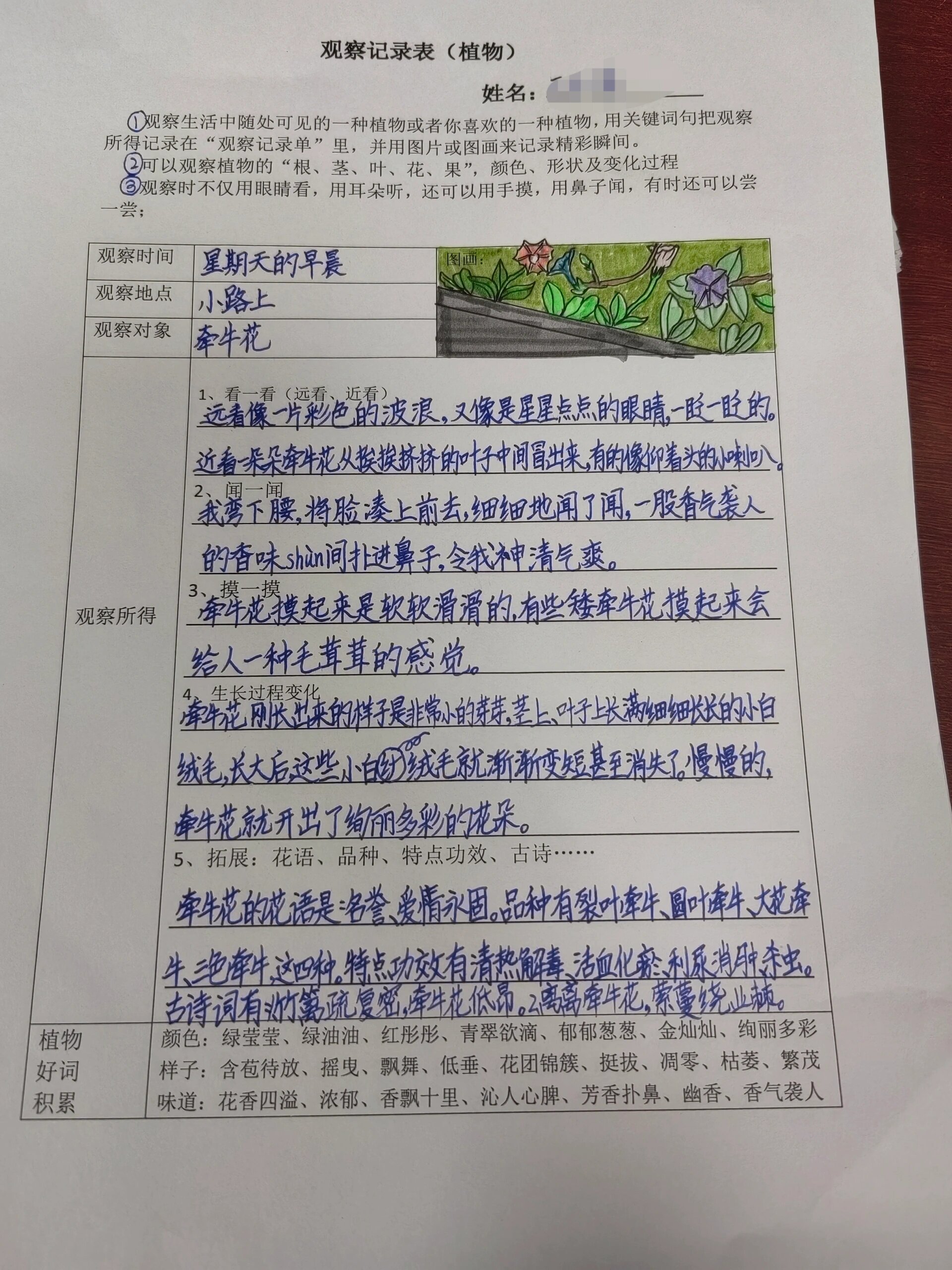 三年级观察植物记录单图片