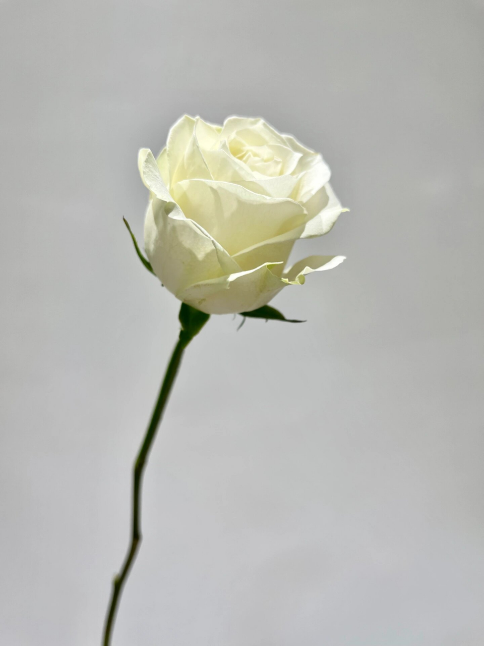 每天带你认识一种花材|白雪山玫瑰 72157215花材:白雪山玫瑰