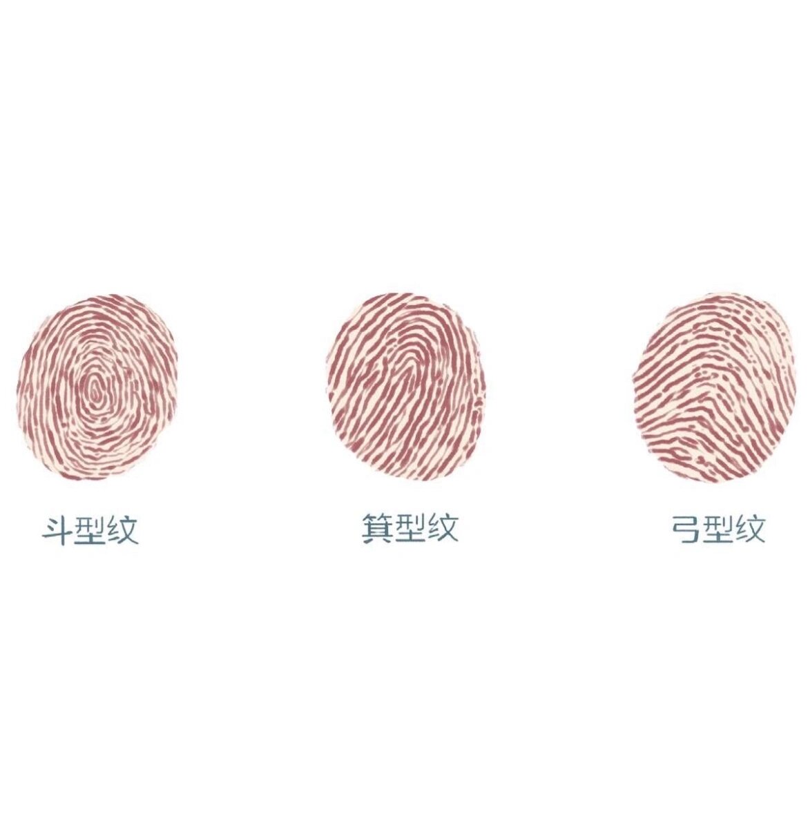 指纹预示着你的运动天赋