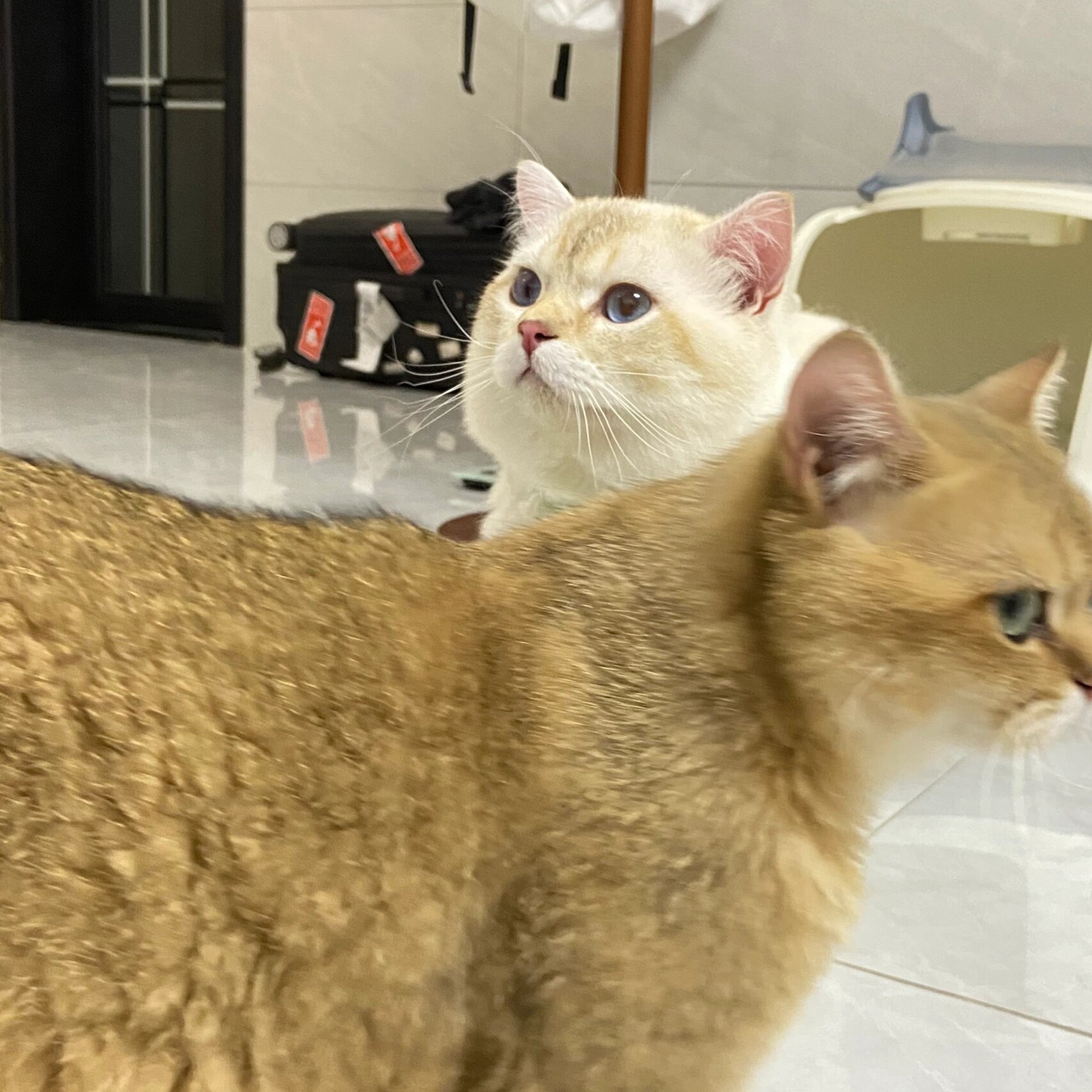 自家养的 放一万个心 活好种公!包配上!带稀释基因!