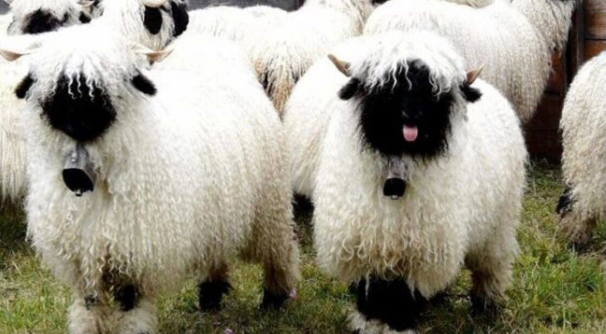 遇见来自瑞士的小可爱 遇见世界上最可爱的绵羊—瓦莱黑鼻羊,它们看